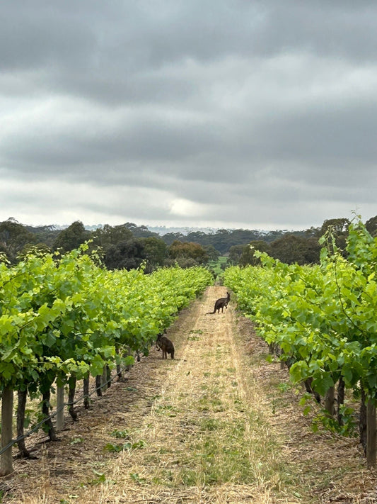 How Rare Is Duff Grenache? (& Hunter Semillon.) A 101 Look at Global Scale...